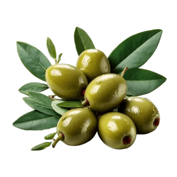 Olive tree